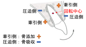 歯の移動様式に関する図