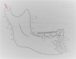 下顎骨の成長発育に関する図