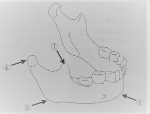 下顎骨の成長発育に関する図